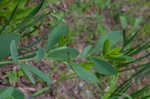 Yellow wild indigo